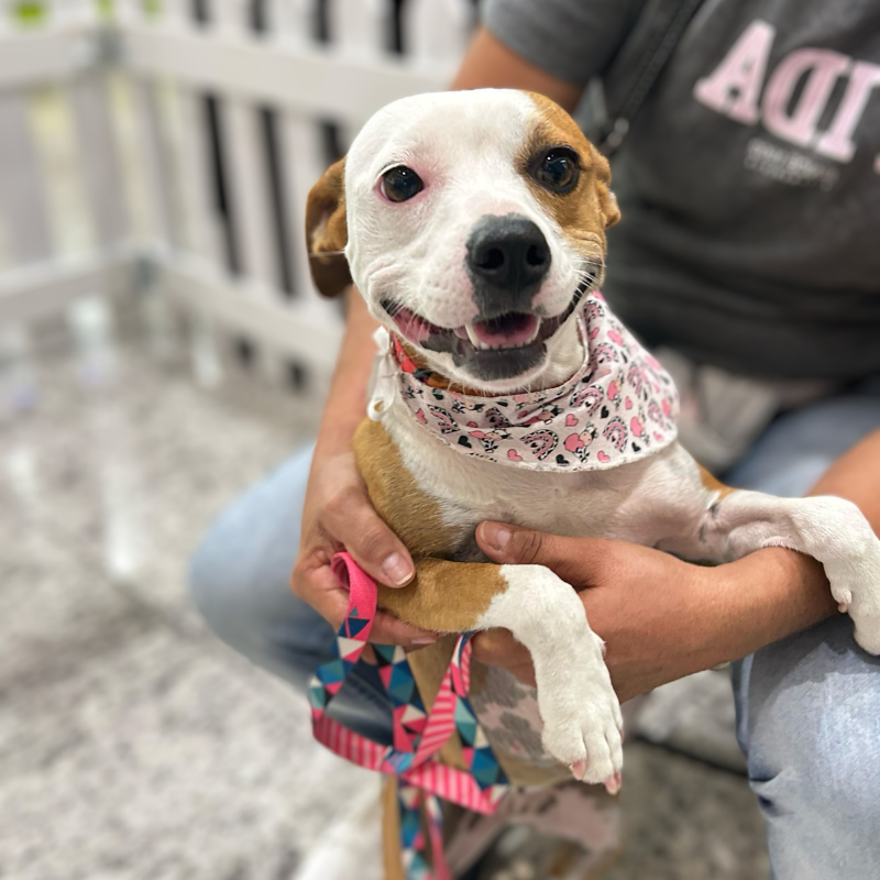 Feira de Adoção de Pets: Encontre seu Melhor Amigo no Nações Shopping