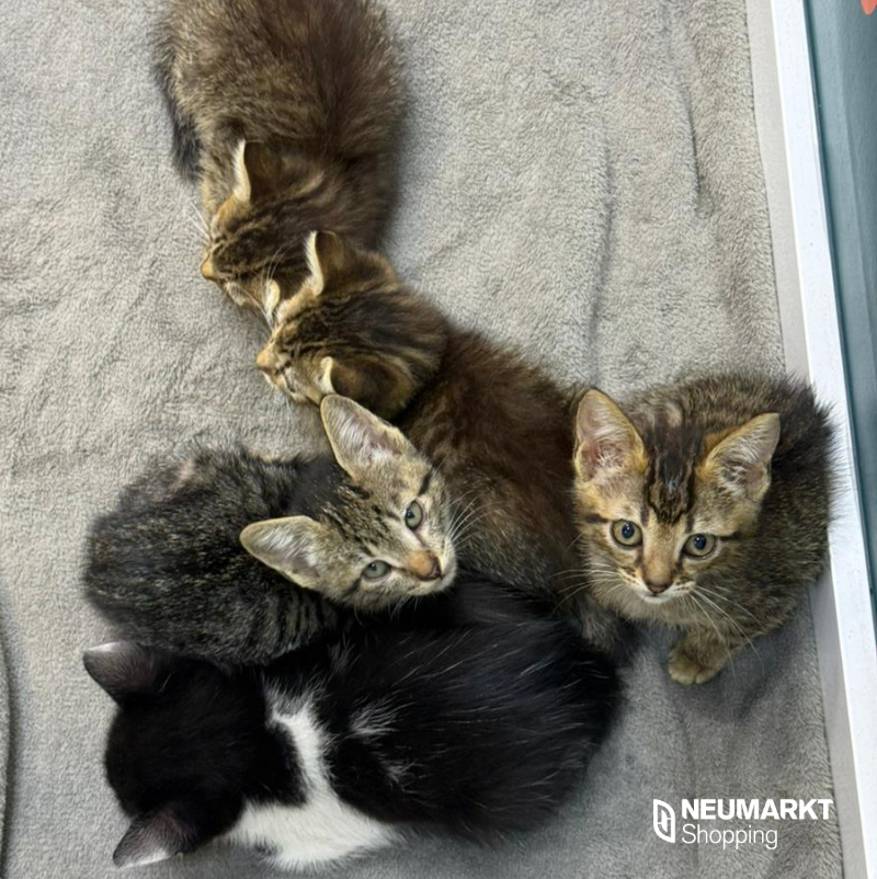 Feira de Adoção de Gatos 17/01