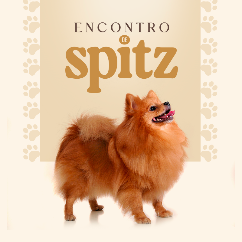 Encontro Pet – Spitz Alemão