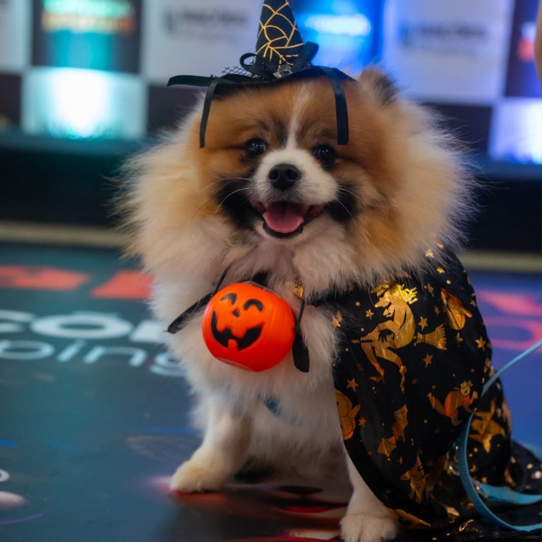 Programação de fim de semana no Norte Shopping: Halloween, circo e cinema