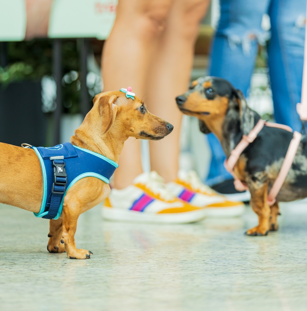 Joinville terá concurso de fantasias para cães e jantar temático de Halloween no Garten Shopping