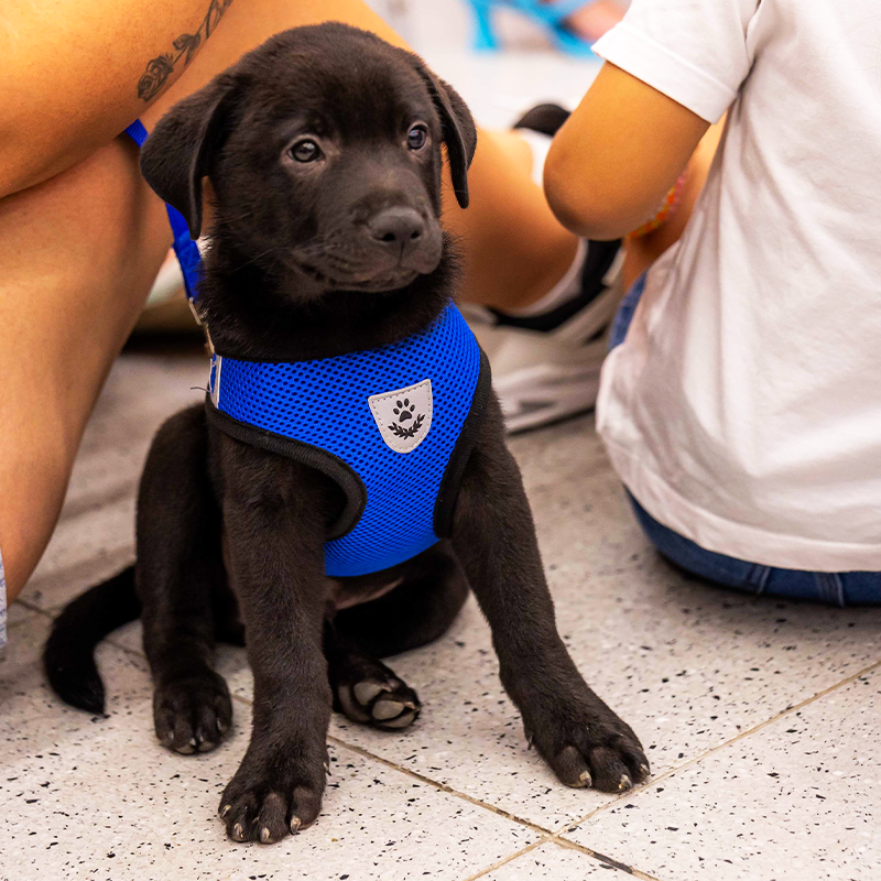 Pet Day movimentou o Norte Shopping neste sábado