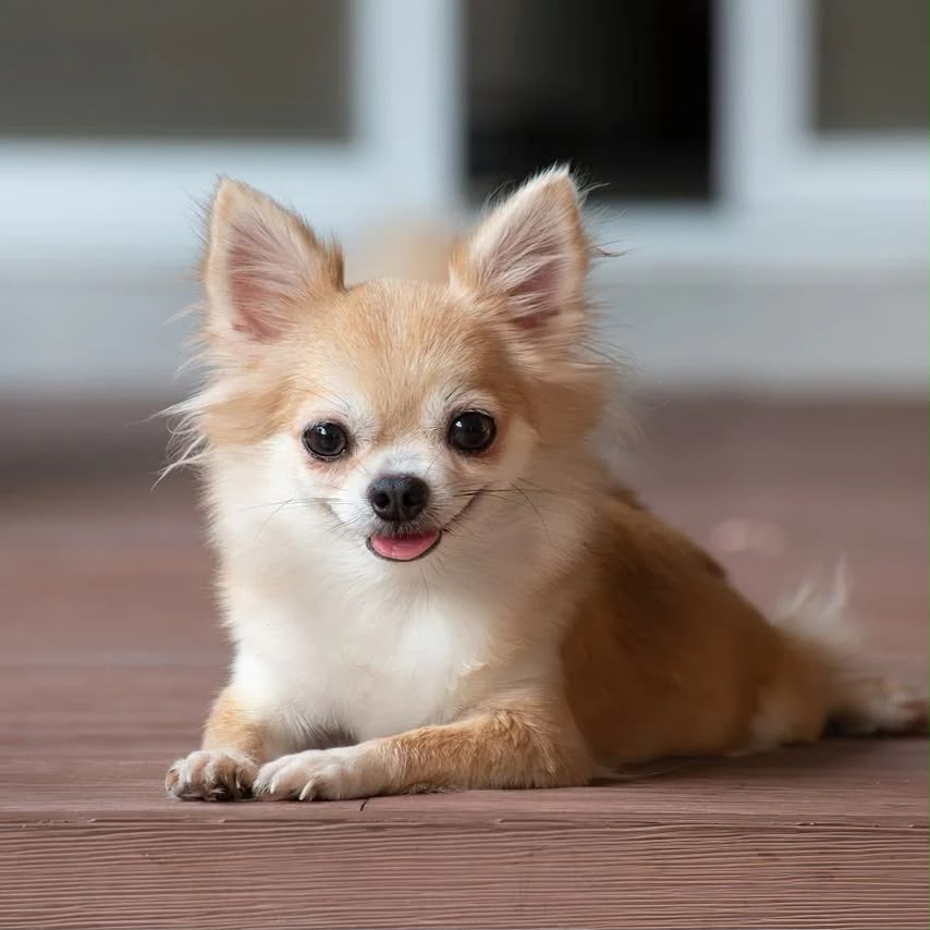 Arraiá Pet no Norte Shopping: encontro de chihuahuas e raças pequenas neste sábado