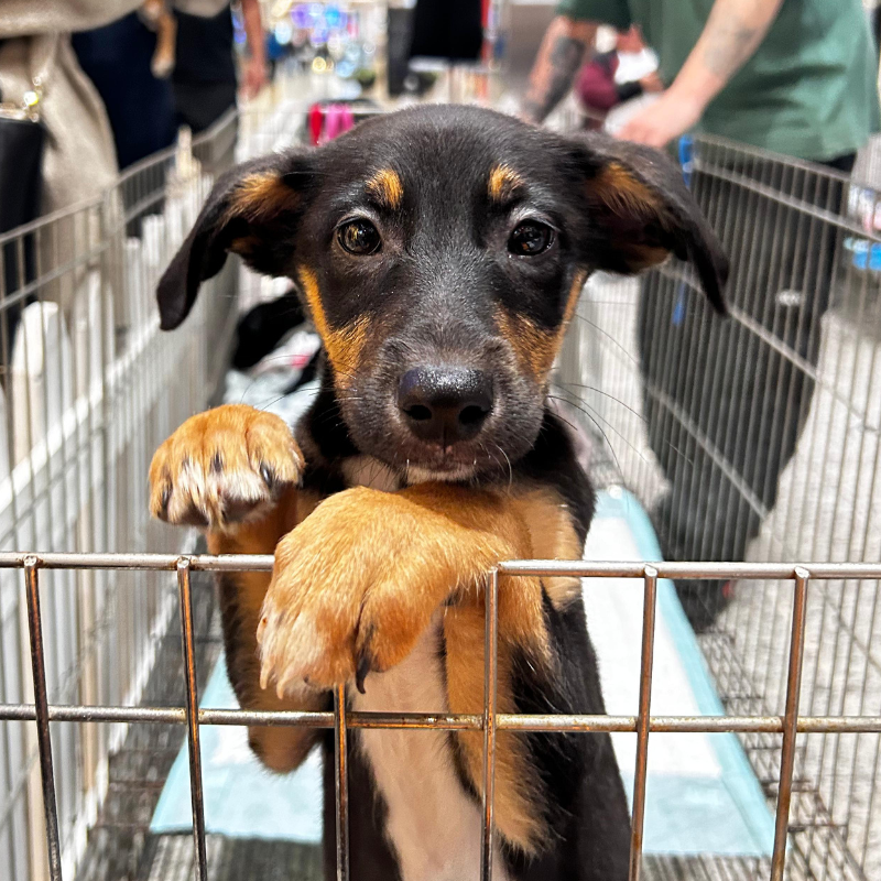 Feira de Adoção Pet