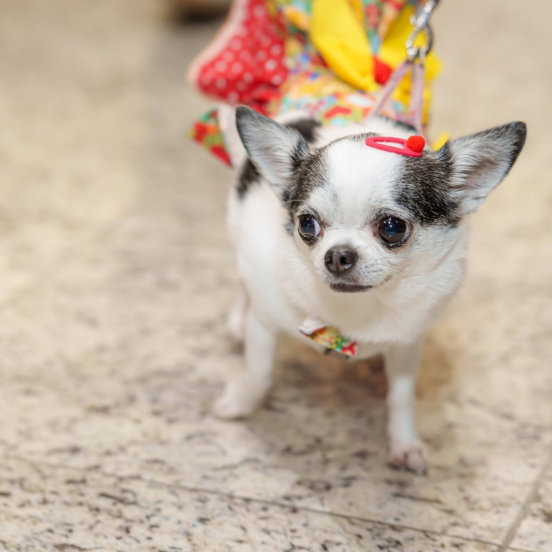 Encontro de Chihuahuas reúne pets e tutores no Norte Shopping