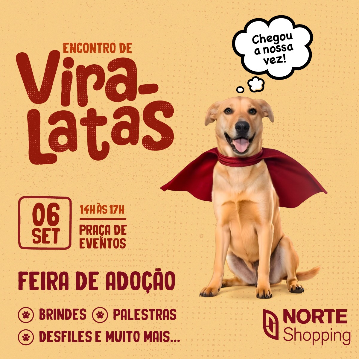 Primeiro Encontro de Vira-Latas em Blumenau